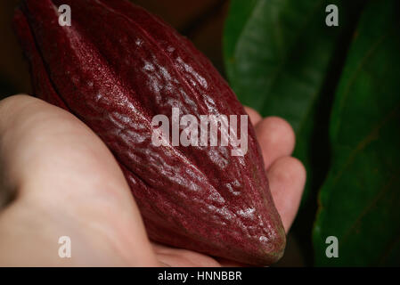 Nahaufnahme von einem Kakao-Pod im Landwirt Hand. Ernte von Kakao-Frucht Stockfoto