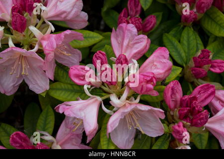 Rosa Perle Rhododendron blüht. Stockfoto