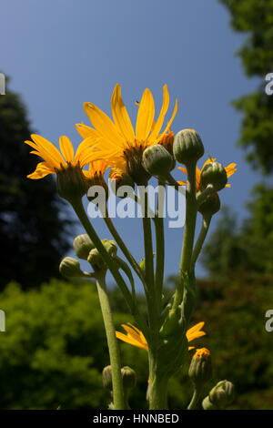 Rudbeckia Herbstone Marwood Hill Gardens Marwood Devon Stockfoto