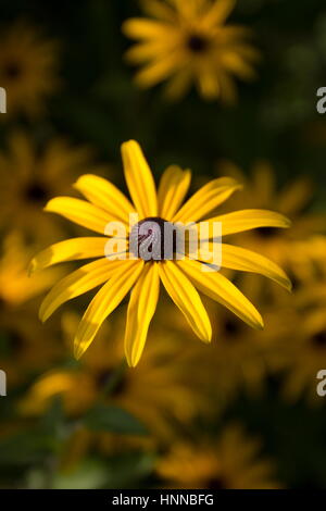 Rudbeckia Dreamii (Sonnenhut) gelbe Blume Stockfoto