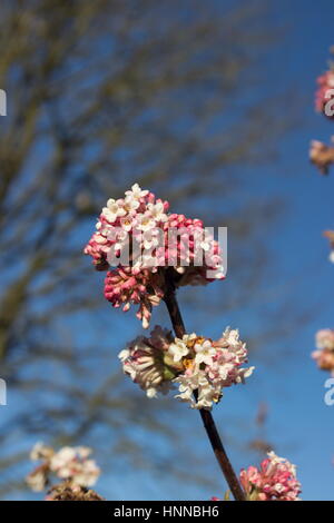 Viburnum Bodnantense Dawn Winter blühender Strauch Stockfoto