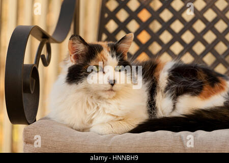 Katze liegend auf einem Stuhl Stockfoto