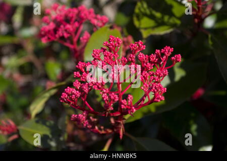 Photinia X fraseri Red Robin Blütenknospen im Frühjahr Stockfoto