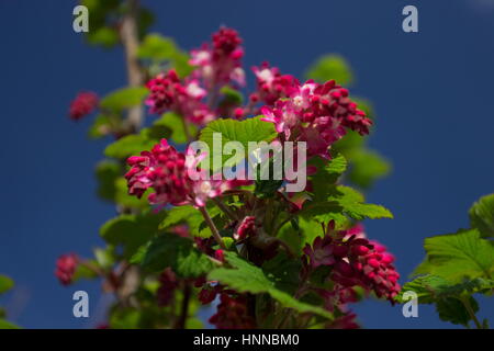 Ribes Sanguineum Koja Blüte aktuelle rote Blume Stockfoto