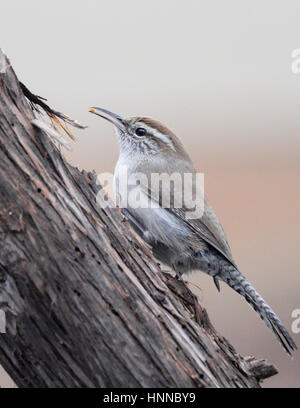 Carloina Wren ist eine kleine schnelle wilde Singvogel häufig über Muuc der östlichen bewegen uns. Stockfoto