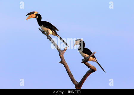 Malabar Pied Hornbill, (Anthracoceros Coronatus), erwachsenes paar auf Zweig, Yala Nationalpark, Sri Lanka, Asien Stockfoto