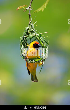 Maskierte Weaver, (Ploceus Velatus), Männchen am Nest, Tswalu Game Reserve, Kalahari, Northern Cape, Südafrika, Afrika Stockfoto