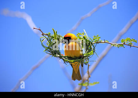 Maskierte Weaver, (Ploceus Velatus), Männchen am Nest, Tswalu Game Reserve, Kalahari, Northern Cape, Südafrika, Afrika Stockfoto