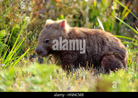 Gemeinsamen Wombat, (Vombatus Ursinus), Erwachsene auf der Suche nach Nahrung, Wilson Promontory Nationalpark, Victoria, Austalia Stockfoto