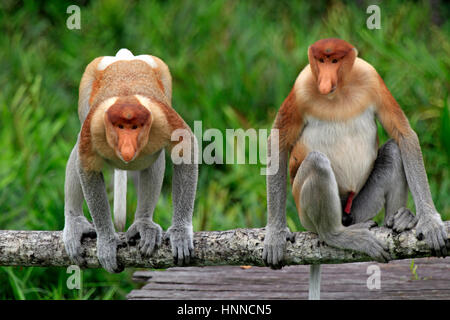 Nasenaffe, Nasalis Larvatus, Labuk Bay, Sabah, Borneo, Malaysia, Asien, zwei Männchen Stockfoto