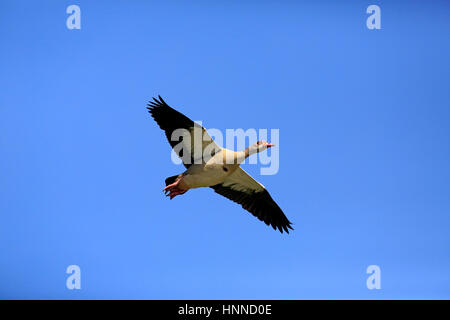 Nilgans (Alopochen Aegyptiacus), Erwachsenen fliegen, Mannheim, Deutschland, Europa Stockfoto