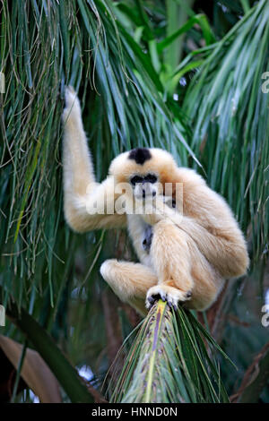 Nördlichen White-Cheeked Gibbon, (Nomascus Leucogenys), erwachsenes Weibchen auf Baum, Asien Stockfoto