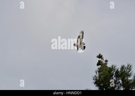 Nauplia, Griechenland, 14. Februar 2017.A Hawk Art Buteo Buteo Essen vor Ort in Nafplio sucht... Stockfoto