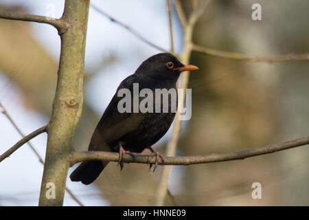 Männliche Amsel (Turdus Merula) thront in Baum Stockfoto