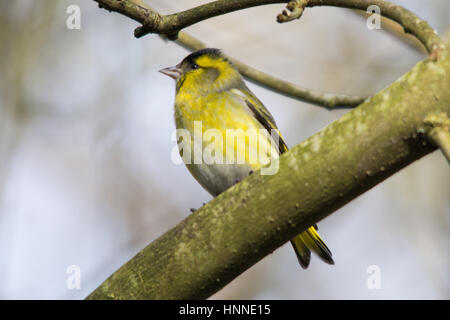 Männliche Erlenzeisig (Zuchtjahr Spinus) thront auf einem Baum Stockfoto