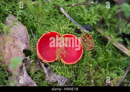 Scharlachrote Elfbecherpilze (Sarcoscypha coccinea), Großbritannien Stockfoto