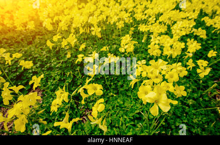 Gelbe Blüten im Frühjahr. Sonnenuntergang über dem Meer. Instagram stärkende Wirkung. Stockfoto