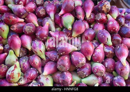 Kaktus Früchte (Opuntia Ficus-Indica, indische Feigen Opuntia, Barbary Fig, Feigenkaktus) Inverkehrbringen Marrakesch, Marokko Stockfoto