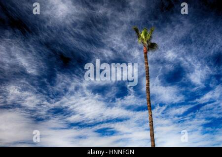 Palme über blauen Himmel in Marokko Stockfoto