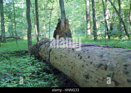 Bäume (Totholz) im Bialowieza Nationalpark, strenge Reservat zerlegen Stockfoto