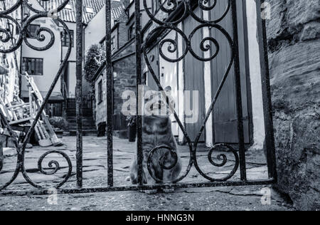 Eine Tabby-Katze, die hinter einem schmiedeeisernen Tor im Hinterhof eines traditionellen Cottages in der Altstadt von Whitby, North Yorkshire, England sitzt Stockfoto