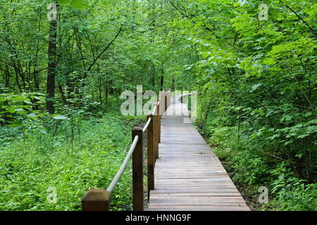 Lehrpfad im Nationalpark Bialowieza, Polen Stockfoto