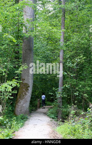 Lehrpfad im Nationalpark Bialowieza, Polen Stockfoto