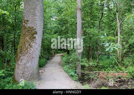 Pädagogische Traill in Bialowieza Nationalpark Stockfoto