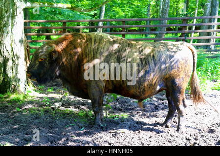 Żubroń - ein Hybrid aus Hausrind und Wisent im Białowieża-Nationalpark Stockfoto