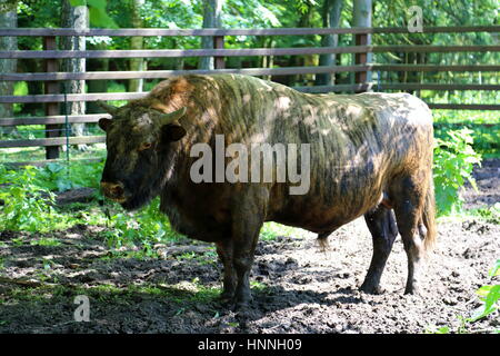 Żubroń - ein Hybrid aus Hausrind und Wisent im Białowieża-Nationalpark Stockfoto