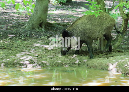 Wildschwein in Bialowieza Nationalpark Stockfoto