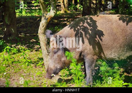 Wildschwein in Bialowieza Nationalpark Stockfoto