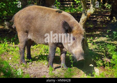 Wildschwein in Bialowieza Nationalpark Stockfoto