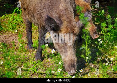 Wildschwein in Bialowieza Nationalpark Stockfoto