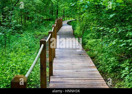 Lehrpfad im Białowieża-Nationalpark, strenge reservieren Stockfoto