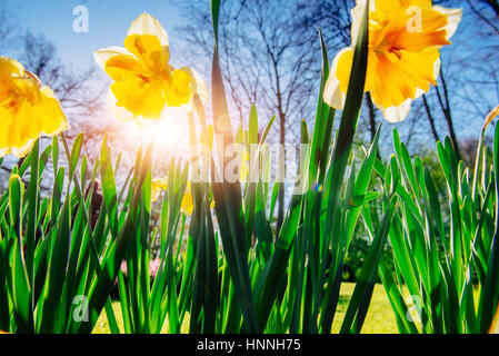 Gelbe Narzissen in den Gärten von Holland Stockfoto