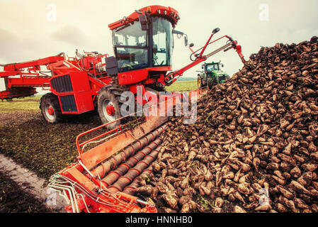 Landwirtschaftliches Fahrzeug Ernte von Zuckerrüben. Ukraine. Europa Stockfoto