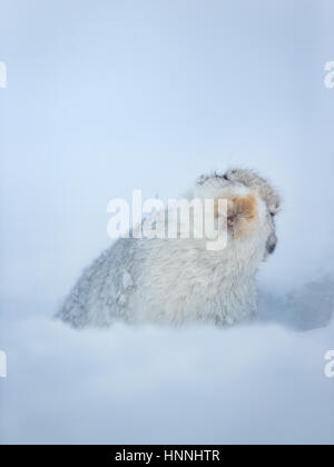 Schottische Schneehase (Lepus Timidus) schütteln Schnee ausgeschaltet sein Fell im Cairngorms-Nationalpark, Highlands, Schottland, Großbritannien Stockfoto
