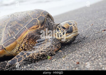 Grüne Meeresschildkröten am Strand auf Hawaii Big Island Stockfoto