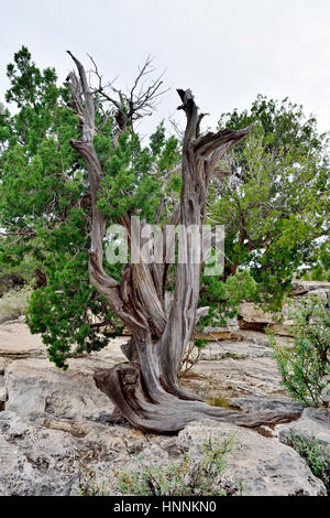 Alten teilweise tot Wacholder wächst unter den Felsen, Arizona, USA Stockfoto