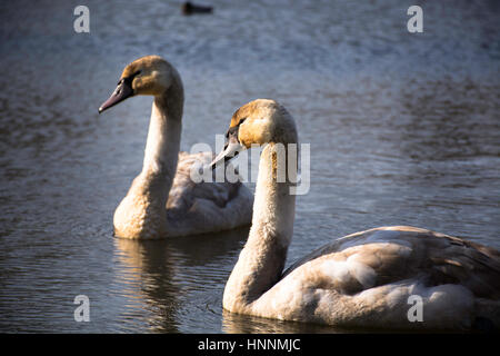 ein paar der Cygnet Schwäne Stockfoto