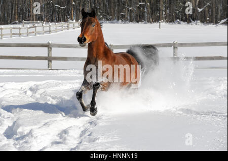 Theatercaféen arabischen Bucht Pferd laufen und Ruckeln im Tiefschnee in einem sonnendurchfluteten, eingezäunten Feld im Winter. Braune Pferd mit schwarzer Mähne treten, USA Stockfoto