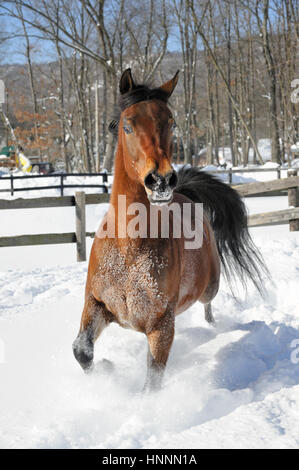 Theatercaféen arabischen Bucht Pferd laufen und Ruckeln im Tiefschnee in einem sonnendurchfluteten, eingezäunten Feld im Winter. Braune Pferd mit schwarzer Mähne treten, USA Stockfoto