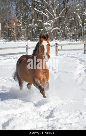 Kastanien Quarter Horse mit ein weißes Gesicht und eine schwarze Mähne und Schweif laufen im Tiefschnee in einem Feld eingepfercht, eingezäunte und sonnendurchflutetes Bauernhof im Winter. Stockfoto