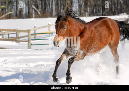 Theatercaféen arabischen Bucht Pferd laufen und Ruckeln im Tiefschnee in einem sonnendurchfluteten, eingezäunten Feld im Winter. Braune Pferd mit schwarzer Mähne treten, USA Stockfoto