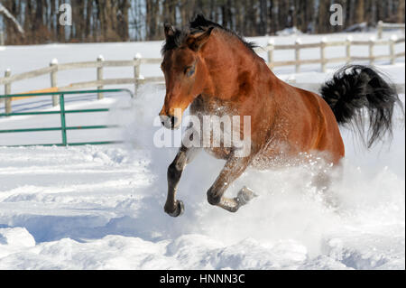 Theatercaféen arabischen Bucht Pferd laufen und Ruckeln im Tiefschnee in einem sonnendurchfluteten, eingezäunten Feld im Winter. Braune Pferd mit schwarzer Mähne treten, USA Stockfoto