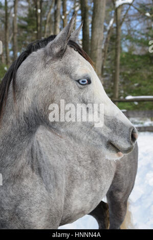 Nahaufnahme eines Pferdes Schecken grau mit einer schwarzen Mähne und mystischen blauen Augen in einer eingepfercht Weide in den Schnee mit Bäumen gesäumten Hintergrund, PA Stockfoto