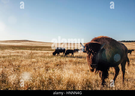 Amerikanische Bisons grasen auf auffangene gegen klaren Himmel Stockfoto