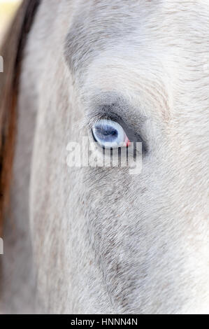 Nahaufnahme eines Pferdes Schecken grau mit einer schwarzen Mähne und mystischen blauen Augen in einer eingepfercht Weide in den Schnee mit Bäumen gesäumten Hintergrund, PA Stockfoto