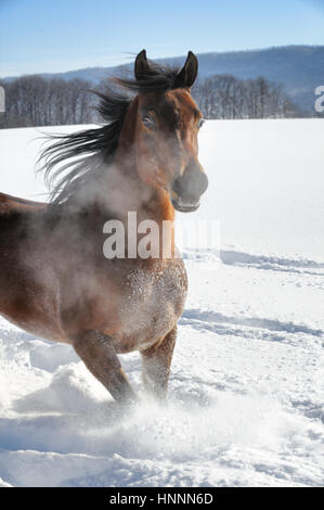 Theatercaféen arabischen Bucht Pferd laufen und Ruckeln im Tiefschnee in einem sonnendurchfluteten, eingezäunten Feld im Winter. Braune Pferd mit schwarzer Mähne treten, USA Stockfoto